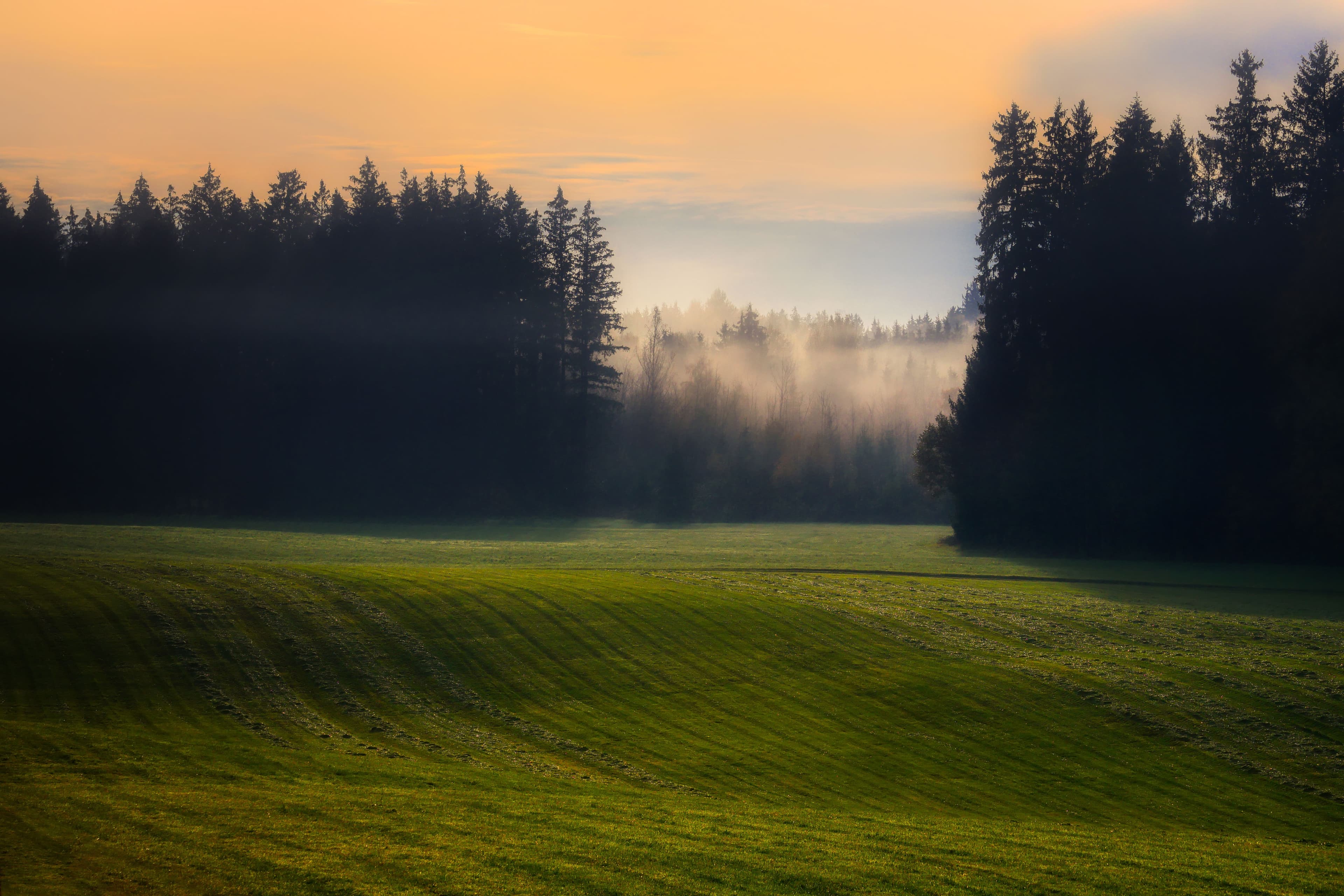 A quiet grassy hillside